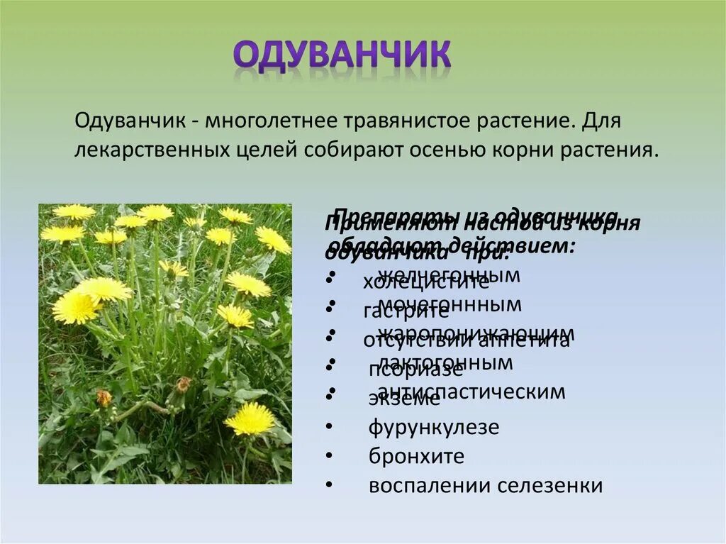 Лекарственные растения окружающий мир. Лечебные травянистые растения. Лекарственные растения 2 класс. Одуванчик произведение 2 класс