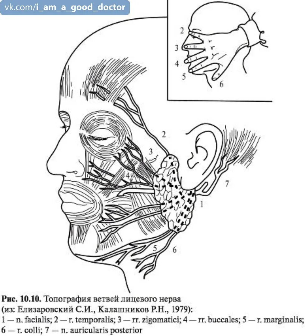 Нервы лицевой области. Топография околоушно-жевательной области. Околоушно-жевательная область топографическая анатомия. Проекция лицевого нерва топографическая анатомия. Топография ветвей лицевого нерва.