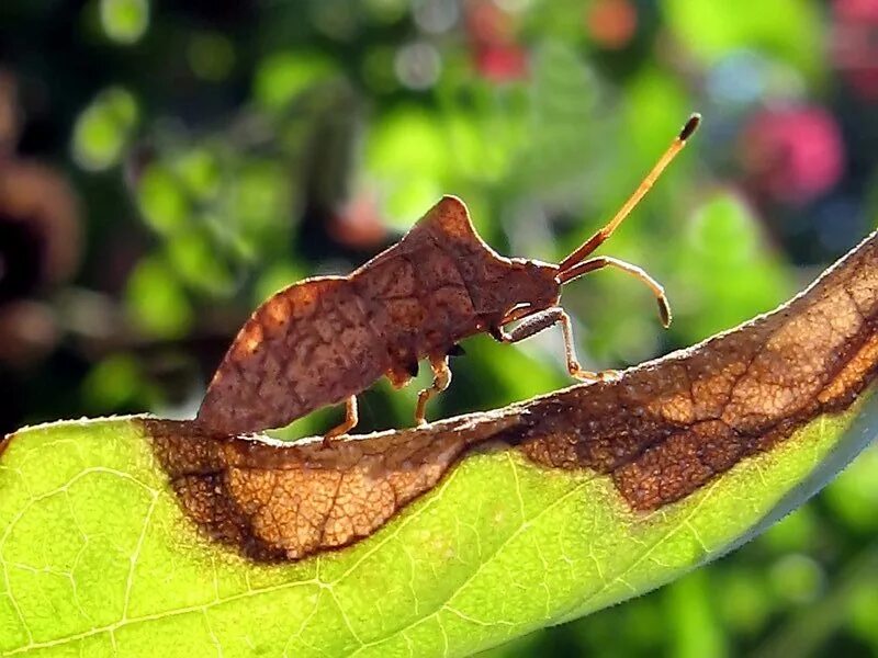 Листохвостый геккон мимикрия. Мимикрия 1 3 5. Стеклянница тополёвая большая. Олененок мимикрия. Мимикрия и покровительственная окраска.