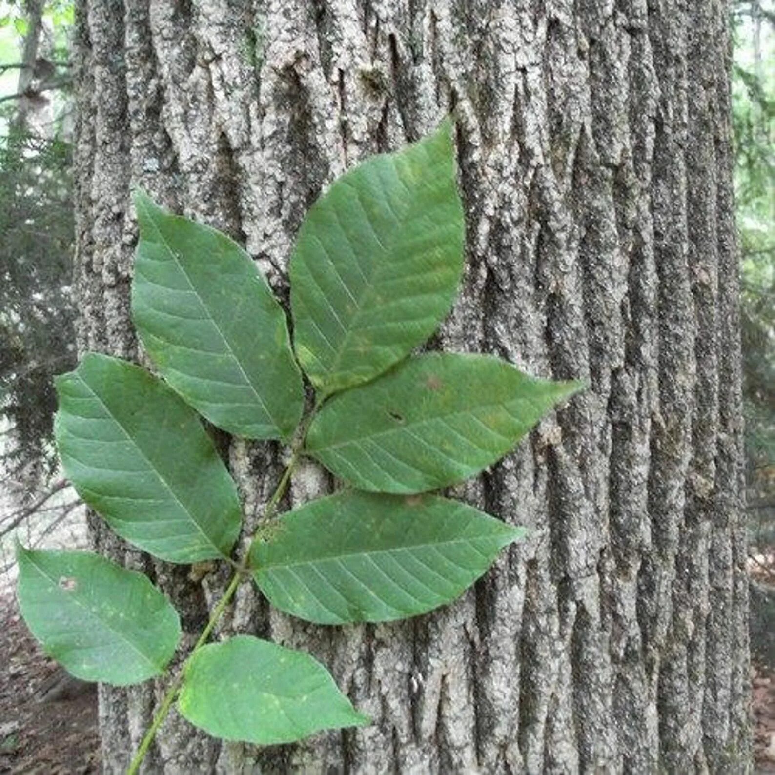 Как выглядит ясень дерево фото листа. Ясень зеленый fraxinus lanceolata. ясень американский (fraxinus americana). fraxinus americana листья. ясень вязолистный.