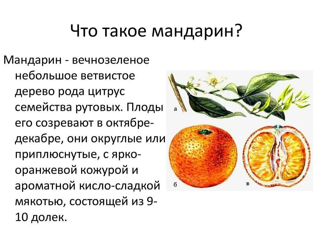 Характеристика плода мандарина. Строение плода мандарина. Интересные факты про мандарины. Доклад про мандарин.