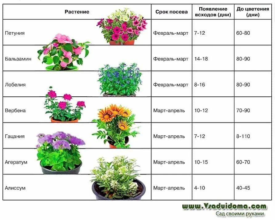 Время посева петуний. Таблица высадки цветов. Посев семян цветов таблица. Таблица посева семян цветов на рассаду. Рассада цветов.