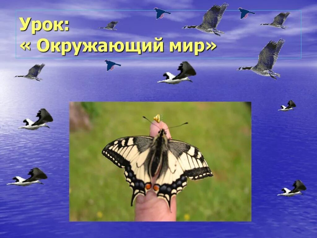 Видео про окружающий мир. Окружающий мир. Урок окружающий мир. Презентация по окружающему миру.