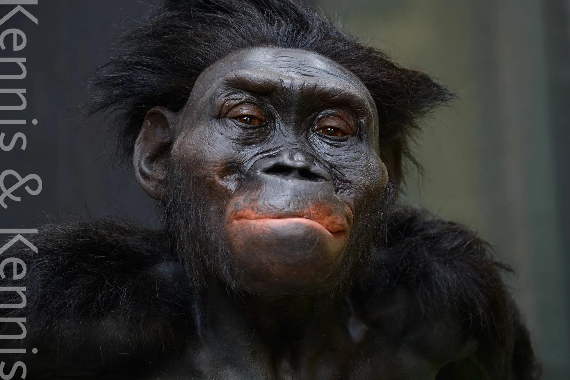 Australopithecus Afarensis (австралопитек афарский). Австралопитек Люси реконструкция. Австралопитек фото.