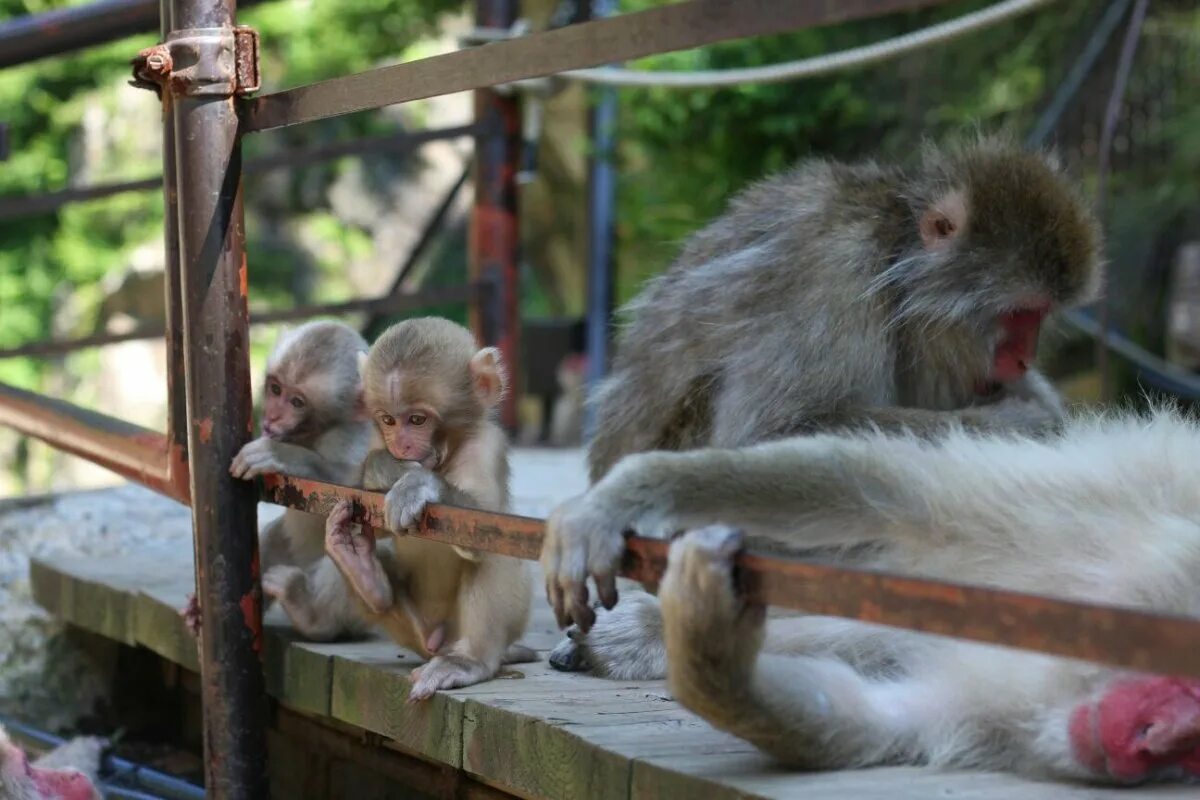 Обезьяны спб. Парк обезьян в Абхазии. Малайзия Кучину парк обезьян. Обезьяна в парке. Фукуок парк обезьян.
