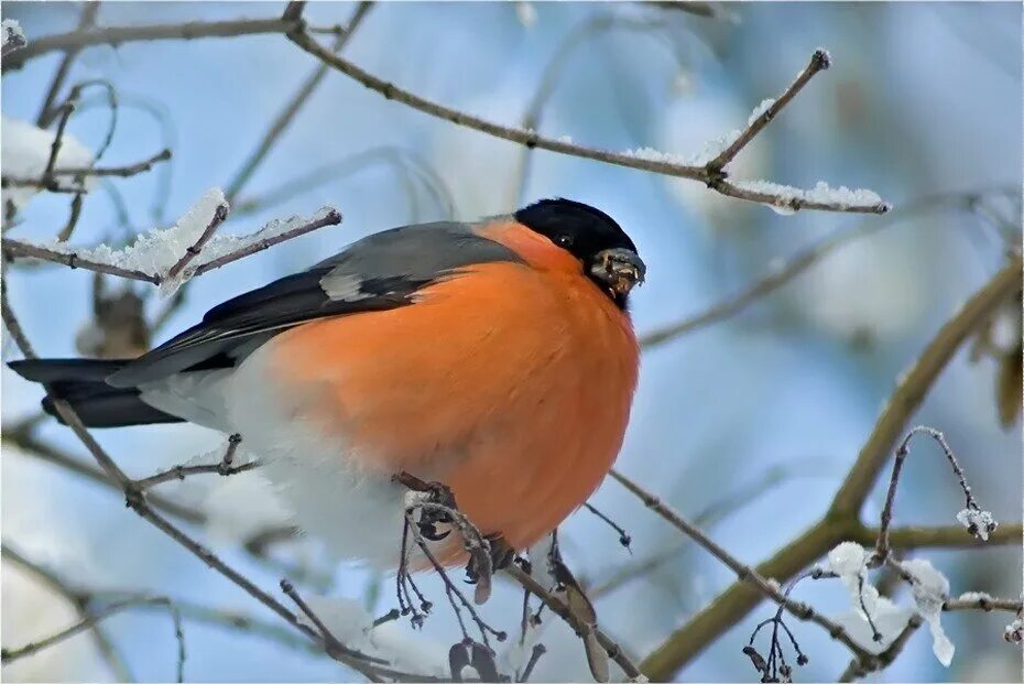 снегирь летом. снегирь летом. почему снегири прилетают зимой. снегирь летом. японский снегирь.