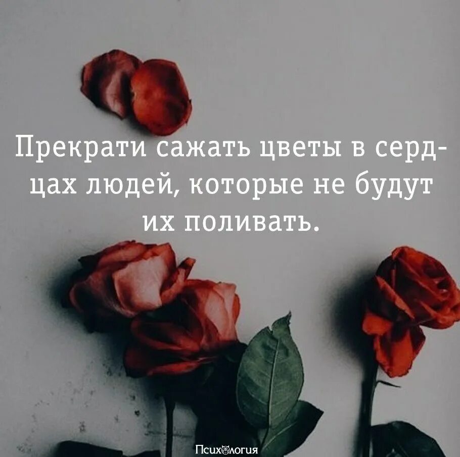 Время слова закончила. Цитаты про цветы. Прекратите сажать цветы в сердцах тех людей. Прекрати сажать цветы в сердцах людей которые не будут поливать их. Сажайте цветы цитаты.