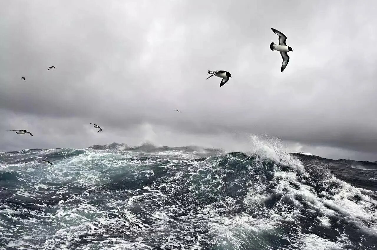 Альбатрос шторм. Море шторм. Чайки в шторм. Море шторм Чайки. Черный буревестник