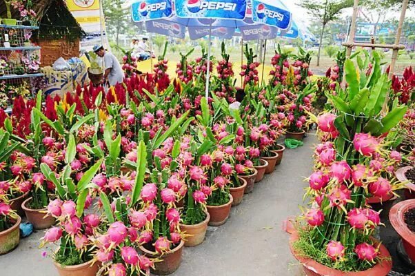 Как растет питахайя фото в домашних условиях Pin on Best Garden Seeds