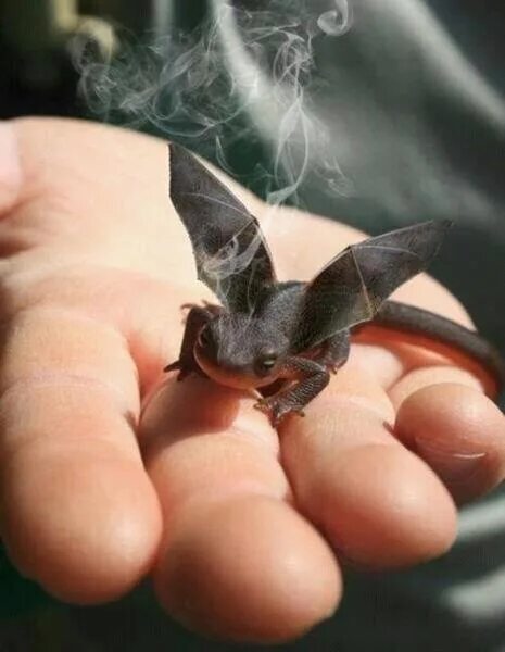 Baby Dragon Pet dragon, Baby dragon, How train your dragon