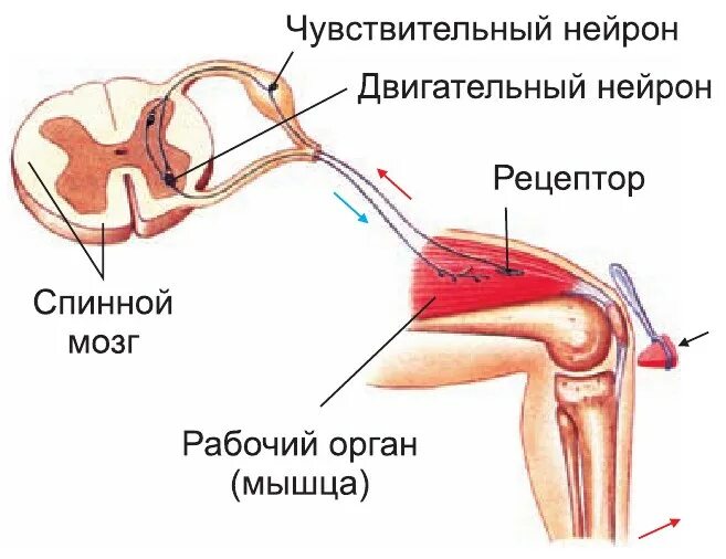 Последовательность элементов коленного рефлекса. Дуга коленного рефлекса схема. Схема рефлекторной дуги коленного рефлекса. Схема строения коленного рефлекса. Схема рефлекторной дуги разгибательного коленного рефлекса.