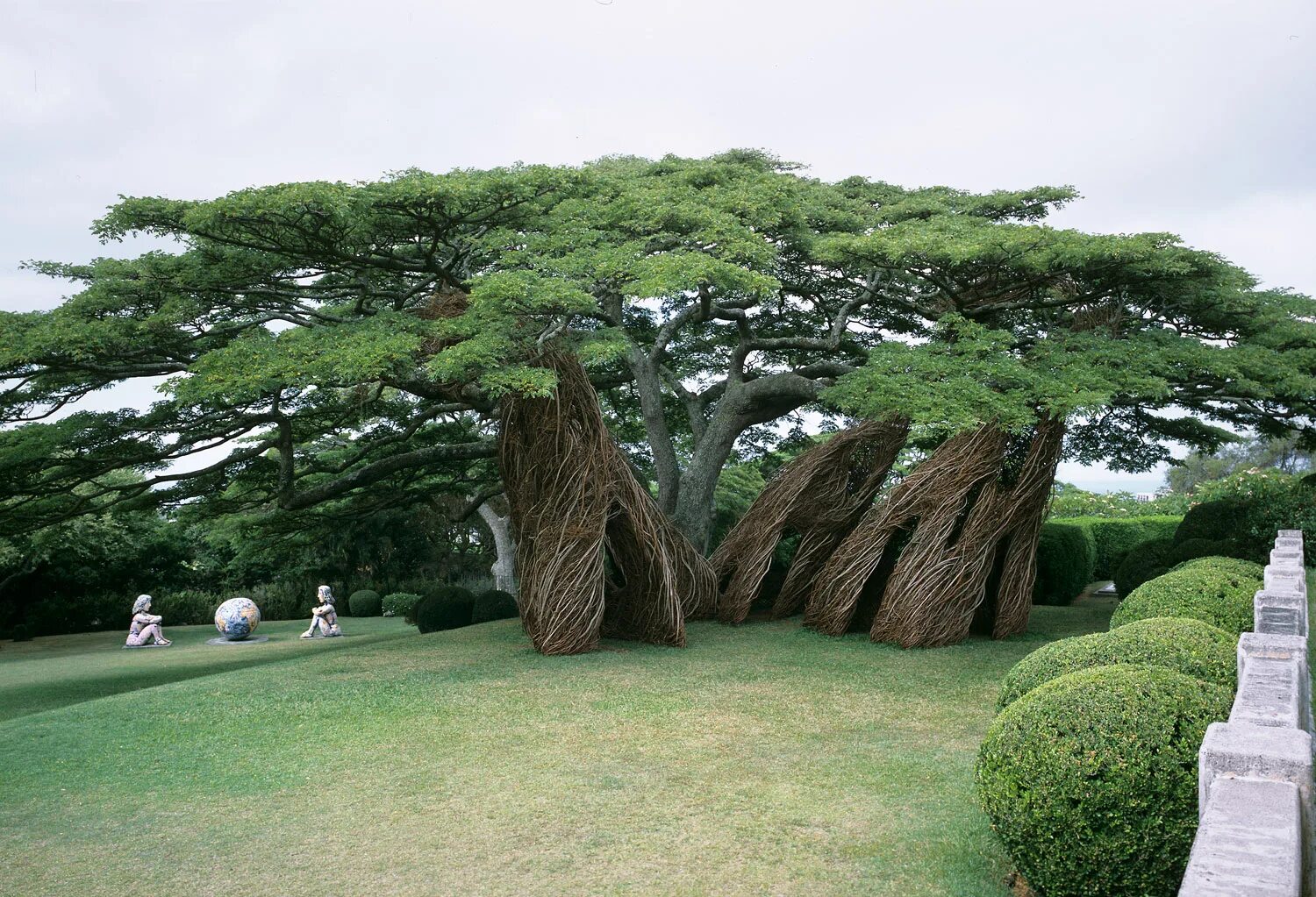 Редкое дерево растущее. Дерево Патрик Догерти. Экзотические деревья. Необычные деревья. Причудливые деревья.