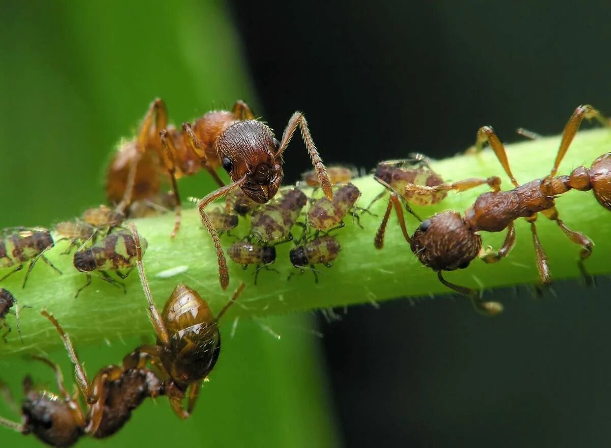 Wasmannia auropunctata. Муравьи вредители. Садовые муравьи Муравейник. Муравьи листорезы.