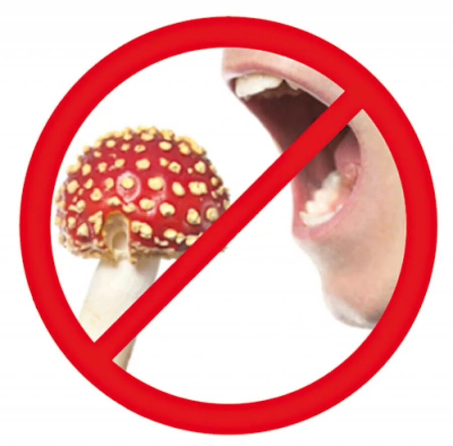 Знак нельзя собирать грибы. Знак не ешь ядовитые грибы. Отравление ядовитыми грибами. Нельзя есть ядовитые грибы. Отравление грибами не ядовитыми.