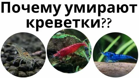 Почему умирают креветки