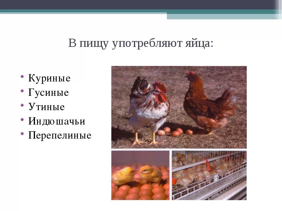 Каких птиц можно употреблять в пищу. Яйца каких птиц можно употреблять в пищу. Какую птицу употребляют в пищу. Яйца куриные, гусиные, Утиные, индюшачьи, перепелиные.. Значение птицы в питании