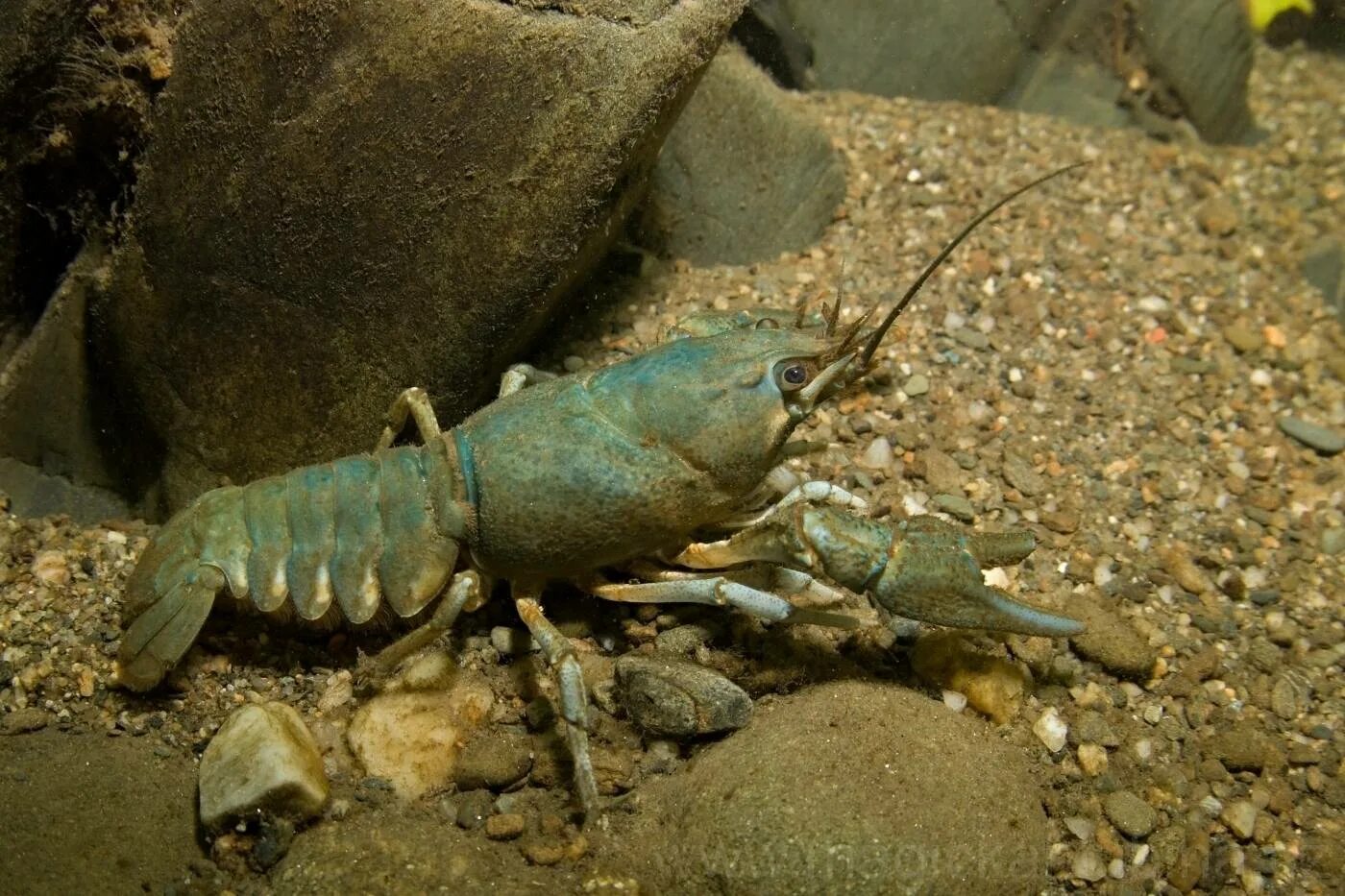 Речные раки обитают. Широкопалый Речной. Astacus Leptodactylus. Astacus Astacus. Пресноводные рачки.