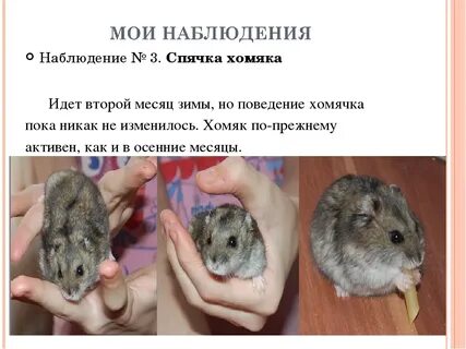 Спячка джунгарика