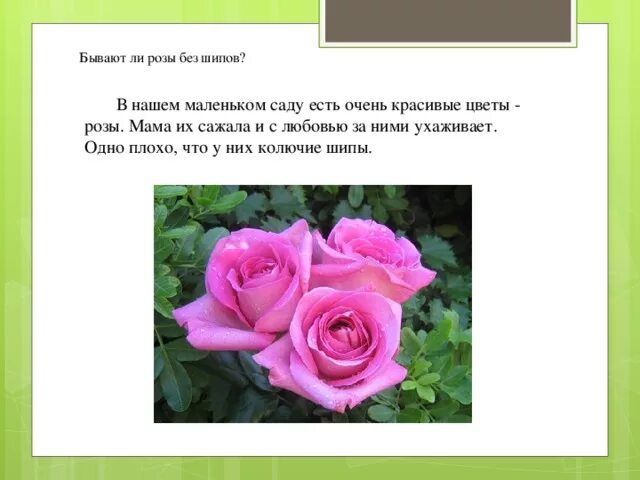 Почему розу назвали розой. Розы без шипов сорта. Бывают ли розы без шипов. Информация о Розе.