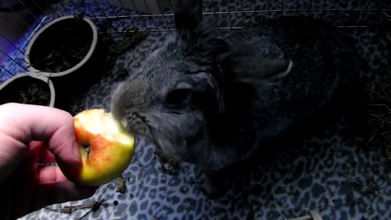 Можно кролику яблоко. Кролик с яблоками. Кролик ест яблоко. Кушает яблоко. Живой кролик в яблоках.