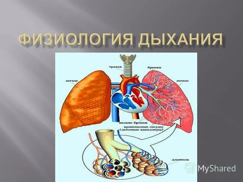 физиология дыхания механизм вдоха и выдоха. физиология дыхания кратко. физиология вдоха. физиология вдоха. схема дыхательные мышцы физиология.