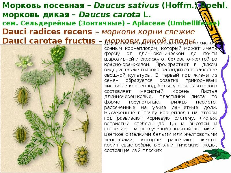 Морковь группа растений. Дикая морковь зонтичные. Морковь Дикая (Daucus carota). Морковь посевная (Daucus sativus). Жизненная форма моркови.