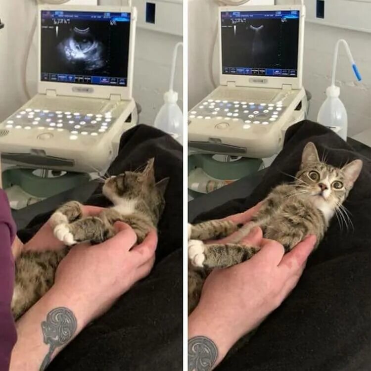 Ist das katze
