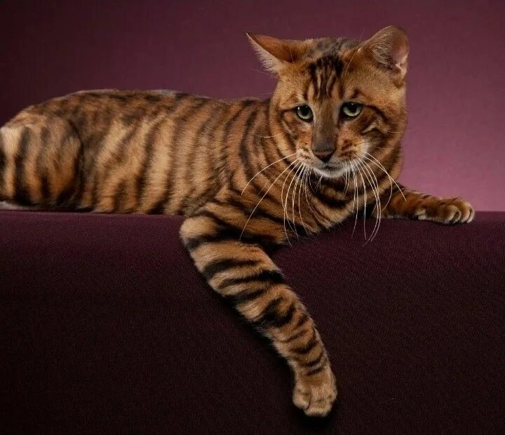 Тойгер кошка тигрового окраса фото, цена котят, описание породы, отзывы Cats and