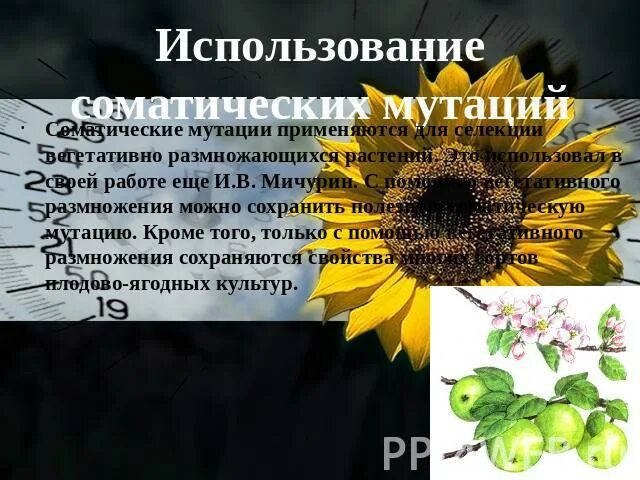 Примером применения в селекции искусственного мутагенеза является. Мутации у растений примеры. почему эффект гетерозиса проявляется только в первом поколении?.