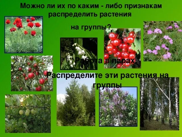 Какие бывают растения окружающий мир 2 класс. Распредели растения на группы. Распределите растения. Распределите растения на группы с 69. На какие группы можно распределить растения.