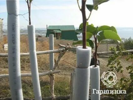 Как укрыть яблони на зиму