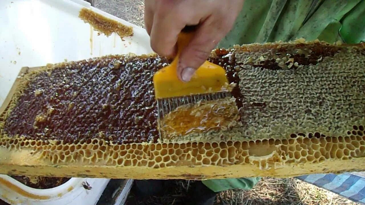Процесс откачки меда. Распечатывание рамок с медом. Пчеловодство медогонки. Улей варрэ. Распечатыватель пчелиных рамок.
