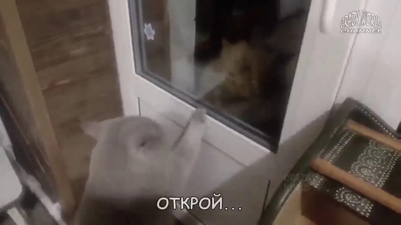 Кот говорит Открой дверь. Открой дверь говорящий кот. Ролик котэ Открой дверь. Кот просит открыть.