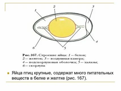 Запас питательных веществ в яйце