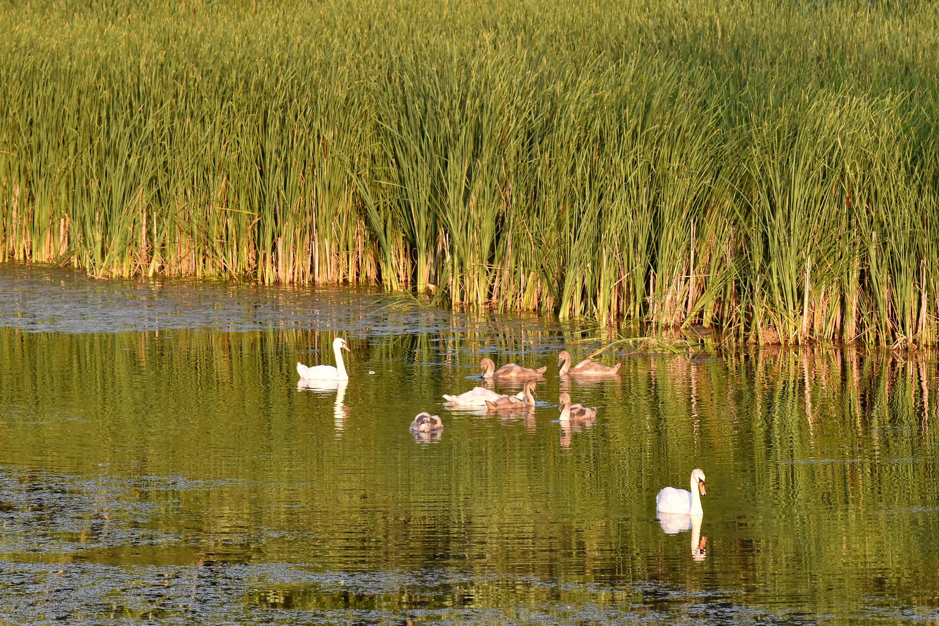 Семейное болото. Водно-болотные угодья Москвы. Фото Болотная семейка. Swamp Wetland.