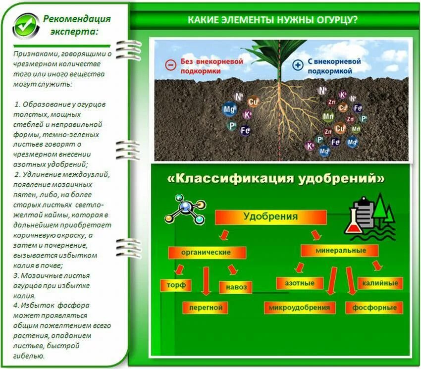 Какие минеральные удобрения нужно вносить. Схема внесения Минеральных удобрений под огурцы. Схема подкормки органическими удобрениями огурцов. Схема внесения удобрений для огурцов. Схема внесения удобрений для огурцов в теплице.