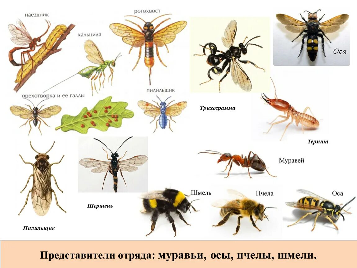 Какой группе относятся жуки. Пчелы Шмель Шмель атлас определитель. Пчелы, осы, шмели, муравьи, наездники, пилильщики. Оса пчела Шмель Шершень Муха. Виды населмы.
