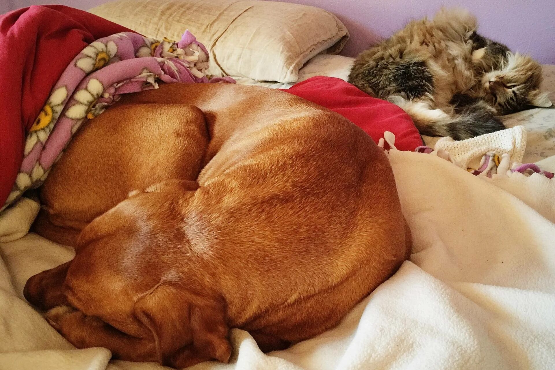 Спящие собаки. Спящие красивые собаки. Сон собаки защищают