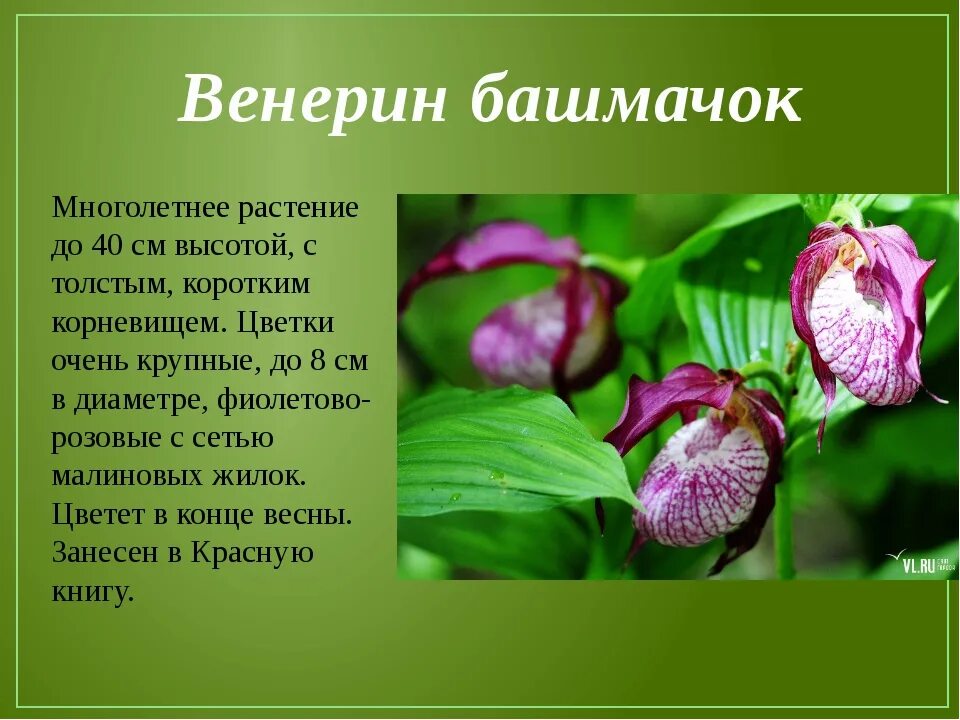 Венерин башмачок. Краснокнижный Венерин башмачок. Венерин башмачок цветок описание. Венерин башмачок красная книга. Венерин башмачок в какой природной