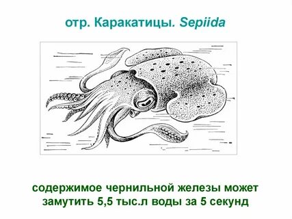 Какой тип характерен для каракатицы