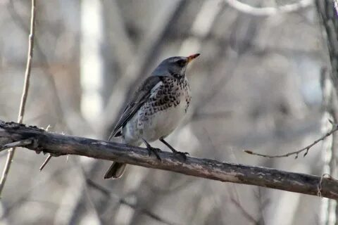 Птицы сибири фото