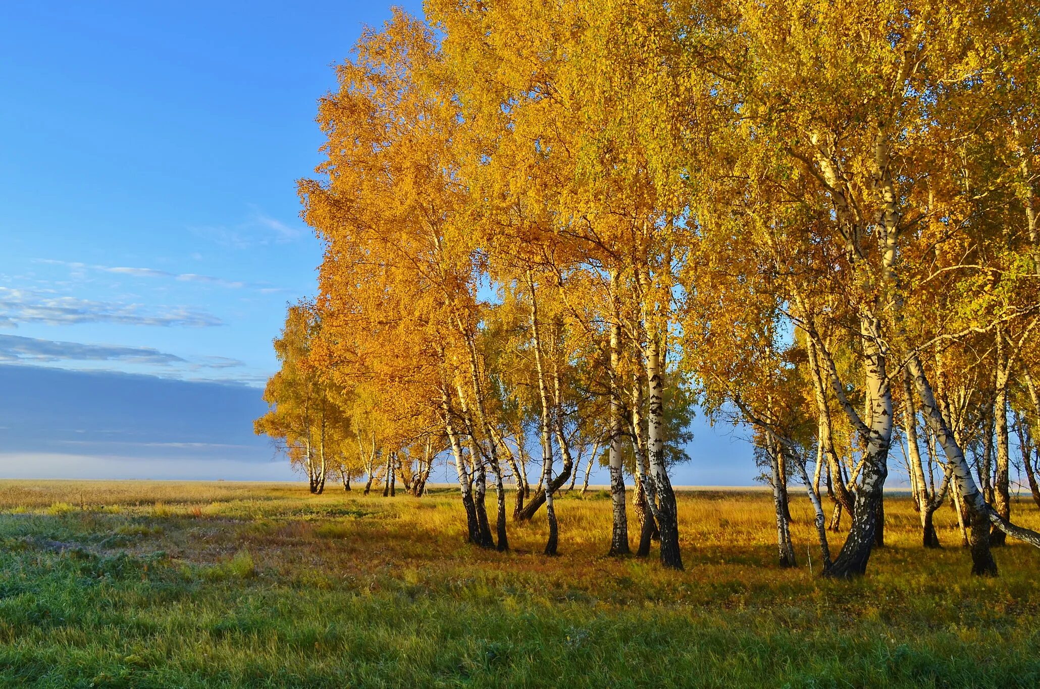 Осенняя береза. Березова роща Золотая осень. Осенняя Березка. Береза осенью. Береза осень.