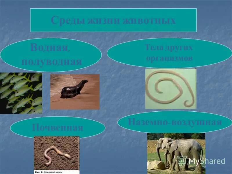 организмы организменной среды обитания. тела других организмов. тела других организмов. среда. организменная среда жизни.