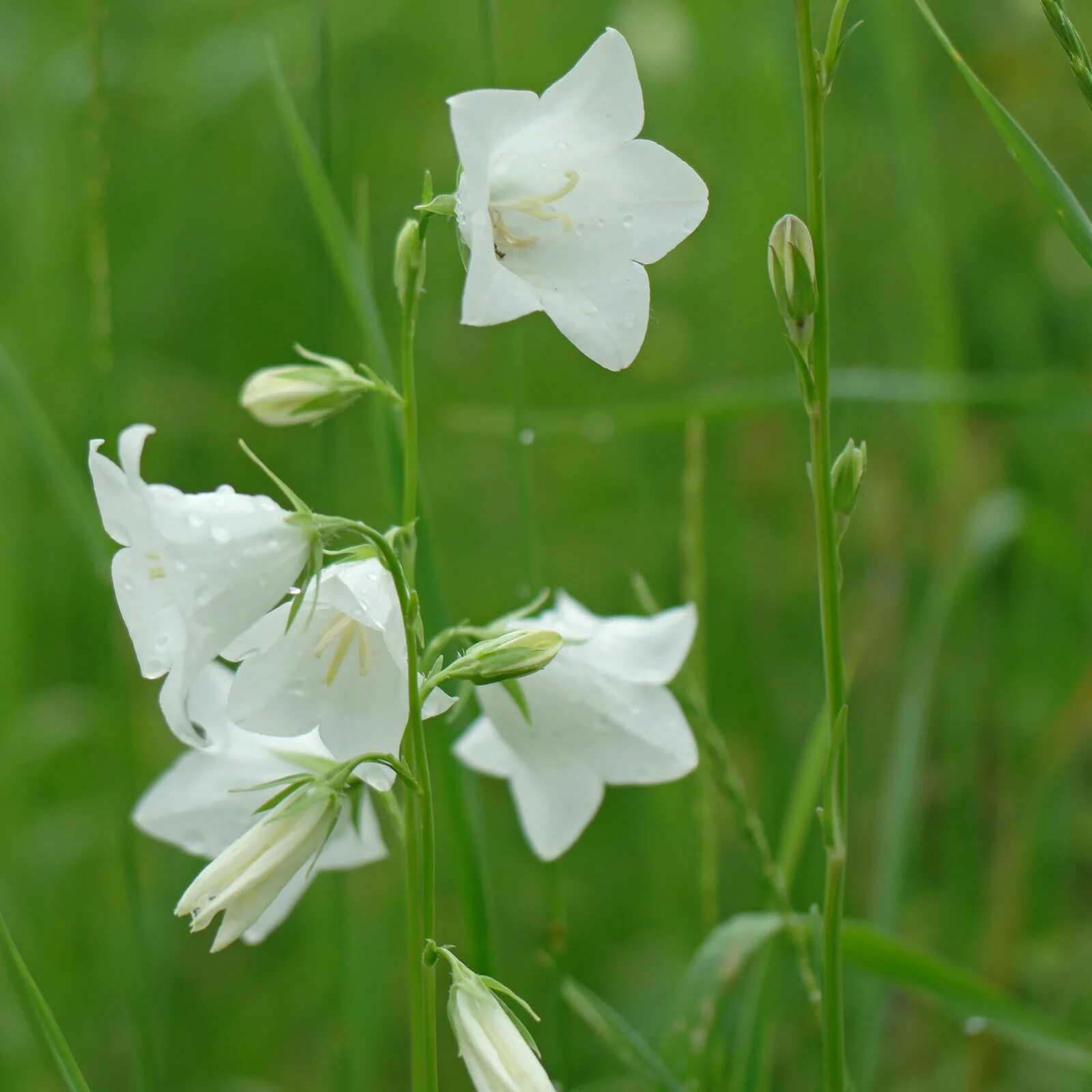 Колокольчики озеро. Колокольчик персиколистный. Grandiflora Alba. Колокольчик персиколистный Уайт. Колокольчик персиколистный Alba.