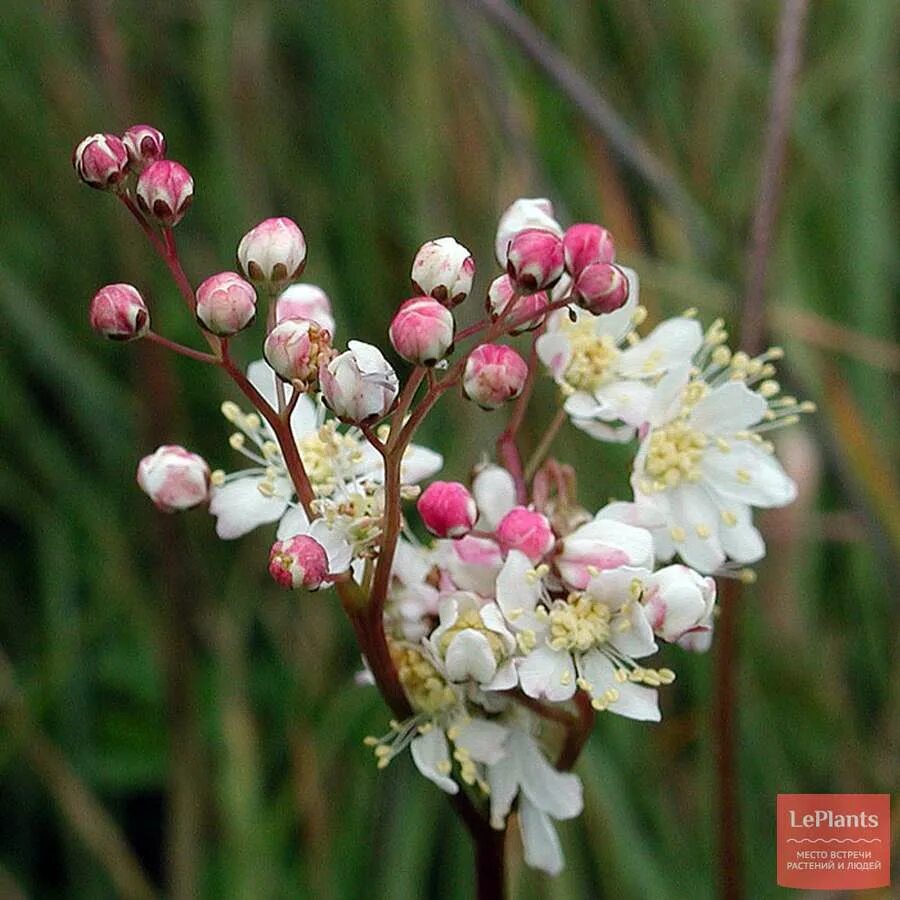 Таволга обыкновенная Filipendula vulgaris. Лабазник обыкновенный Filipendula vulgaris. Таволга шестилепестная. Таволга шестилепестная (Filipéndula vulgáris). Лабазник обыкновенный