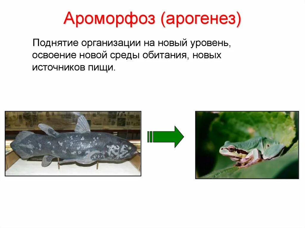 Арогенез это в биологии. Арогенез и ароморфозы. арогенез примеры. арогенез аллогенез катагенез. ароморфозы обезьян.
