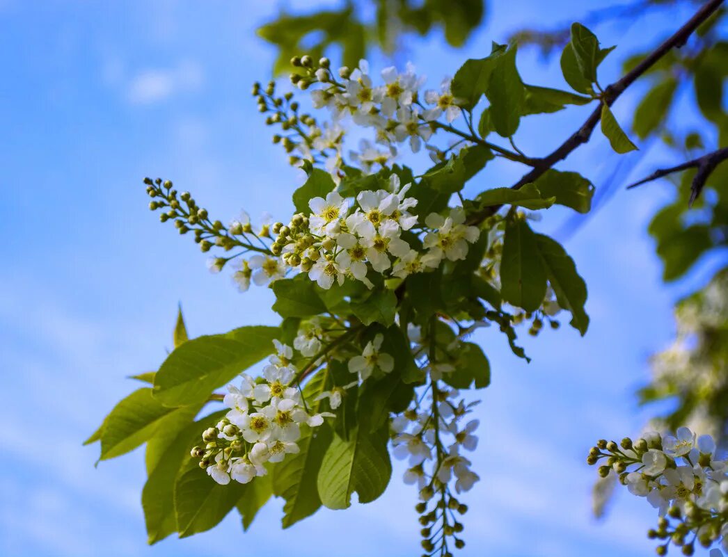 кудри черемухи. цветущая черемуха. роса медвяная на черемухе. черёмуха обыкновенная padus avium. черемуха кустарник.