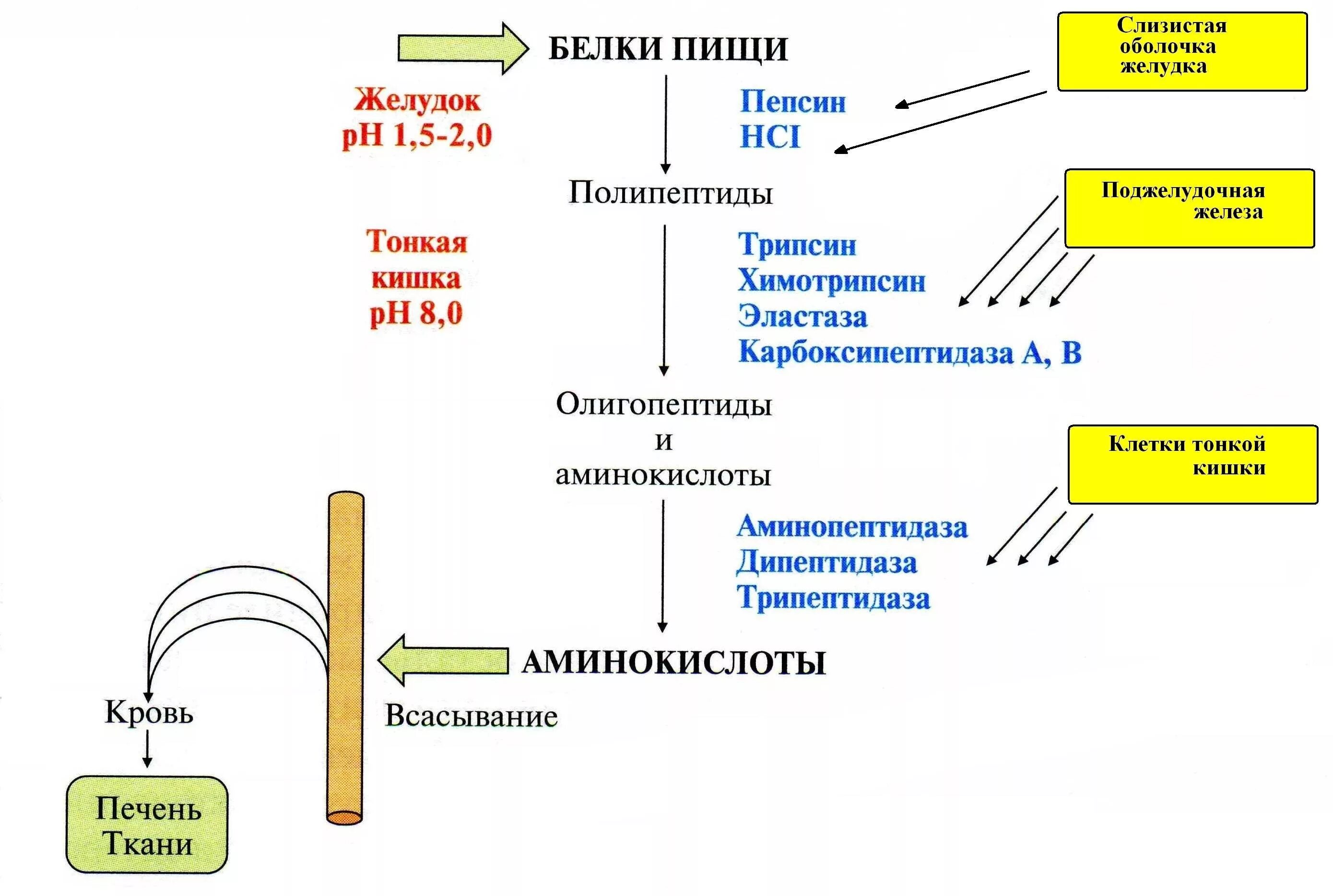 Полипептид в пище. Механизм активации ферментов поджелудочной железы схема. Схема активации протеолитических ферментов ЖКТ. Переваривание белков биохимясхеиа. Переваривание белков биохимия схема.