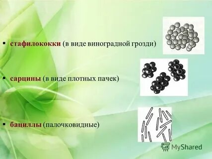 Скопления бактерий напоминающие внешне грозди винограда называются