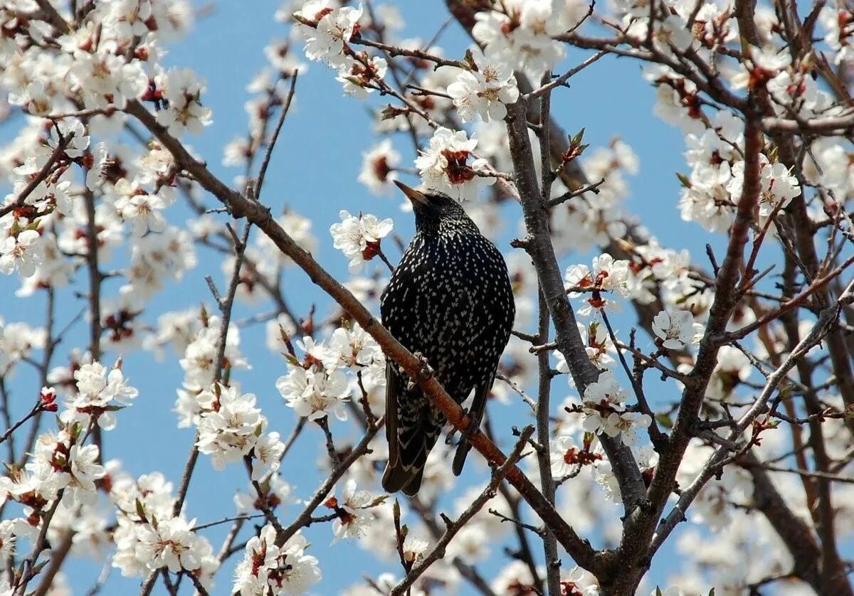 Весенние птицы на дереве. Весенние птички. Весенний прилет птиц.